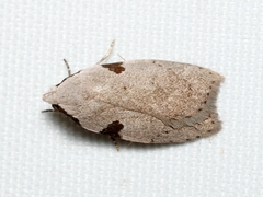 Zonopetala quadripustulella