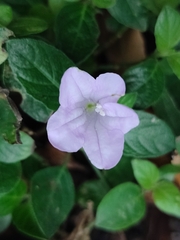 Ruellia prostrata