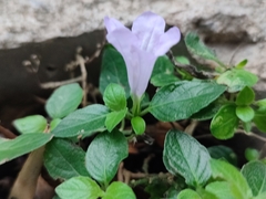 Ruellia prostrata