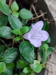 Ruellia prostrata