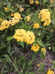 Lantana depressa