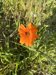 Calenduleae