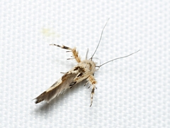 Stathmopoda melanochra