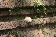 Polypedates megacephalus