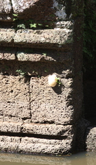 Polypedates megacephalus