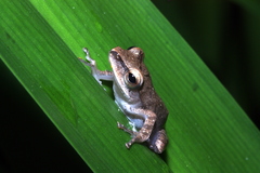Polypedates megacephalus