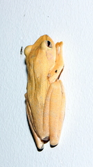 Polypedates megacephalus