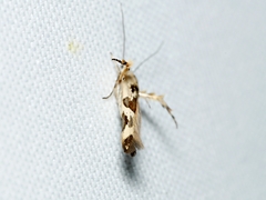 Stathmopoda melanochra