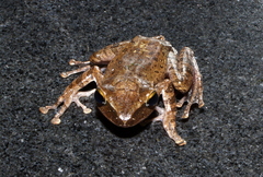 Polypedates megacephalus