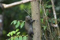 Callosciurus caniceps