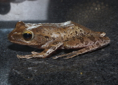 Polypedates megacephalus