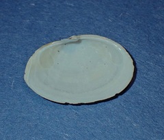 Cryptomya californica