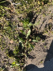 Camissoniopsis micrantha