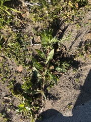 Camissoniopsis micrantha