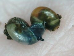 Glyphyalinia