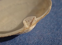 Cryptomya californica