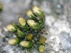 Orthotrichum pusillum