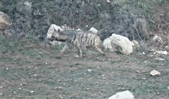 Hyaena hyaena