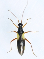 Mimoceps insignis