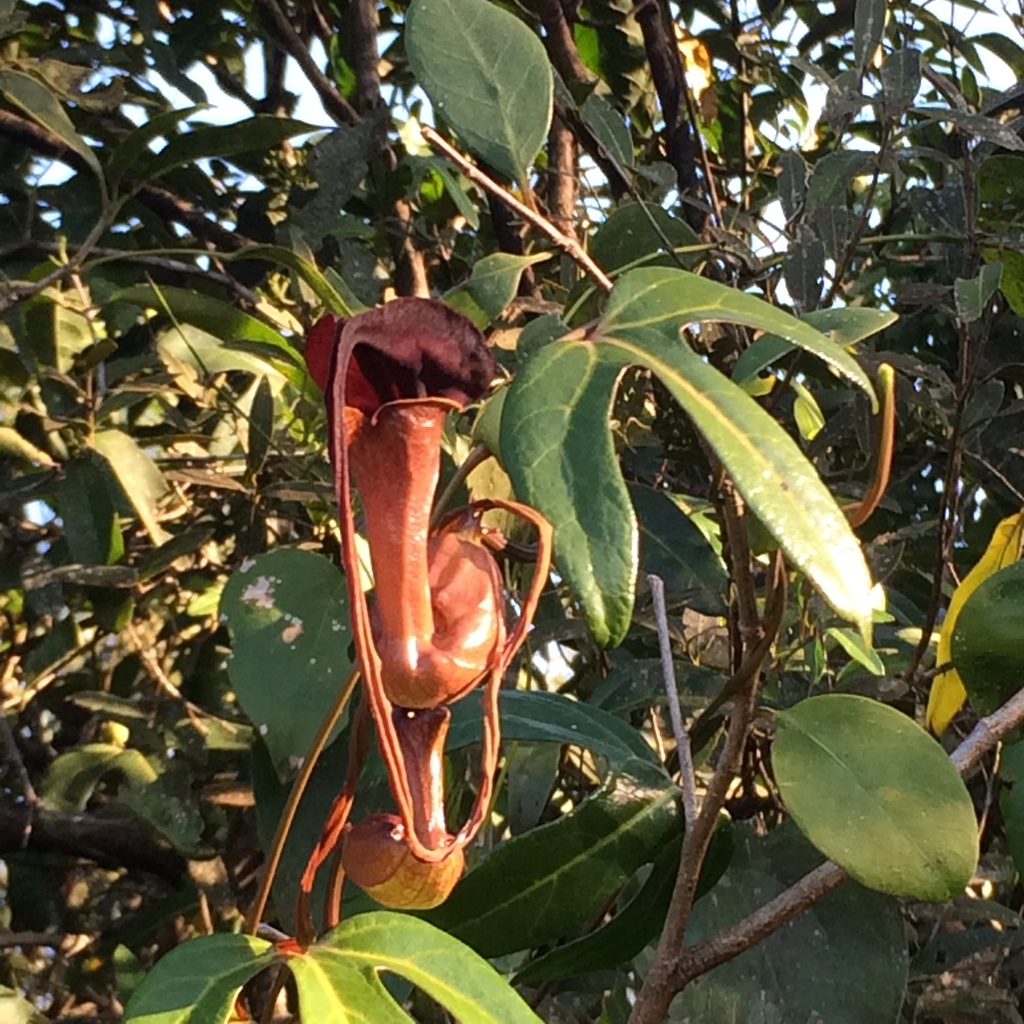 Aristolochia macroura
