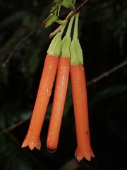 Macleania bullata