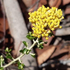 Ozothamnus obcordatus