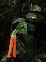 Macleania bullata