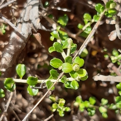 Ozothamnus obcordatus