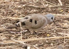 Turtur abyssinicus