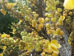 Couroupita guianensis