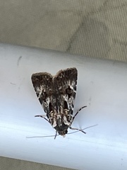 Agrotis munda
