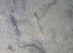 Coryphopterus glaucofraenum