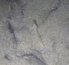 Coryphopterus glaucofraenum