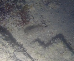 Coryphopterus glaucofraenum