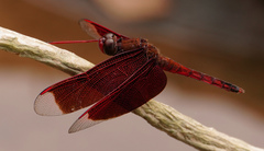 Neurothemis