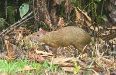 Dasyprocta variegata