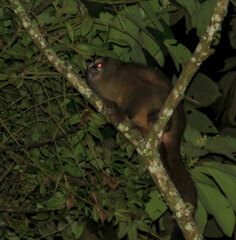 Aotus lemurinus