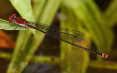 Pseudagrion pilidorsum