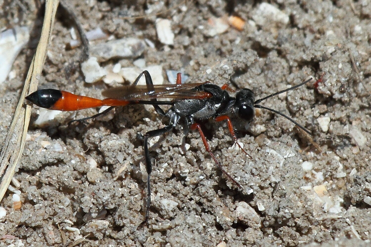 Песочная оса Ammophila heydeni