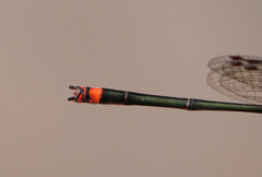 Pseudagrion pilidorsum