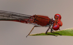 Pseudagrion pilidorsum