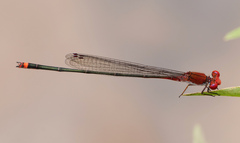 Pseudagrion pilidorsum