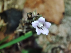 Strobilanthes reptans