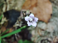 Strobilanthes reptans