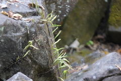 Pyrrosia