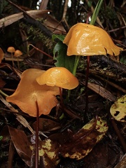 Hymenogloea papyracea
