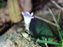 Strobilanthes reptans