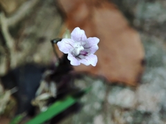 Strobilanthes reptans