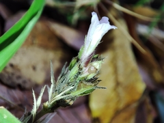 Strobilanthes reptans