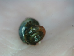 Glyphyalinia